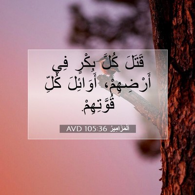 Picture 07 - اَلْمَزَامِيرُ 105:36 AVD - قَتَلَ كُلَّ بِكْرٍ فِي - Bible Verse Picture