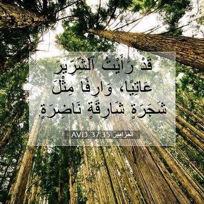 Picture 07 - اَلْمَزَامِيرُ 37:35 AVD - قَدْ رَأَيْتُ ٱلشِّرِّيرَ - Bible Verse Picture