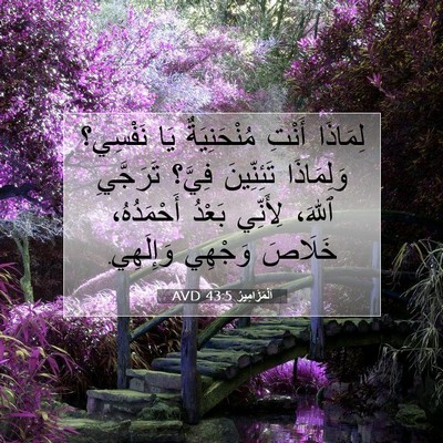 Picture 07 - اَلْمَزَامِيرُ 43:5 AVD - لِمَاذَا أَنْتِ - Bible Verse Picture