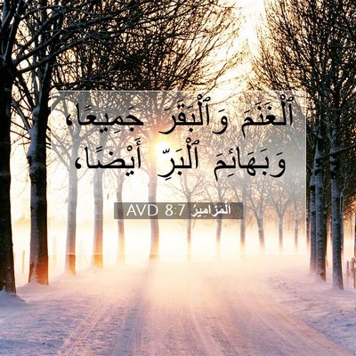 Picture 07 - اَلْمَزَامِيرُ 8:7 AVD - ٱلْغَنَمَ وَٱلْبَقَرَ - Bible Verse Picture