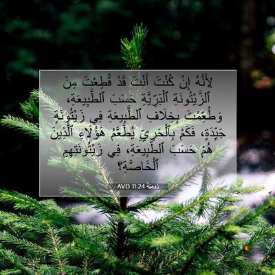 Picture 07 - رُومِيَةَ 11:24 AVD - لِأَنَّهُ إِنْ كُنْتَ - Bible Verse Picture