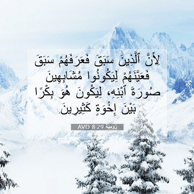 Picture 07 - رُومِيَةَ 8:29 AVD - لِأَنَّ ٱلَّذِينَ سَبَقَ - Bible Verse Picture