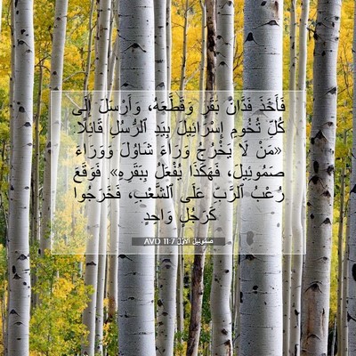 Picture 07 - صَمُوئِيلَ ٱلْأَوَّلُ 11:7 AVD - فَأَخَذَ فَدَّانَ بَقَرٍ - Bible Verse Picture
