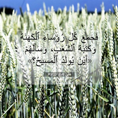 Picture 07 - مَتَّى 2:4 AVD - فَجَمَعَ كُلَّ رُؤَسَاءِ - Bible Verse Picture