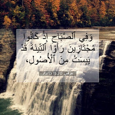 Picture 07 - مَرْقُس 11:20 AVD - وَفِي ٱلصَّبَاحِ إِذْ - Bible Verse Picture