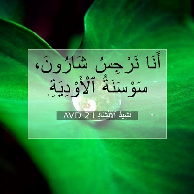 Picture 07 - نَشِيدُ ٱلْأَنْشَادِ 2:1 AVD - أَنَا نَرْجِسُ شَارُونَ، - Bible Verse Picture