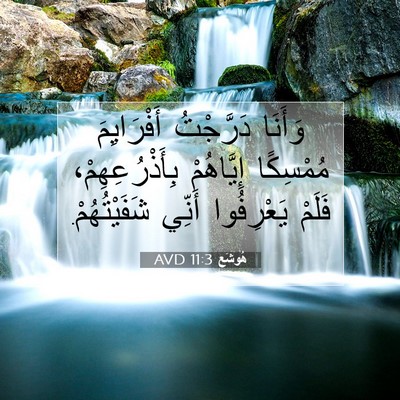 Picture 07 - هُوشَع 11:3 AVD - وَأَنَا دَرَّجْتُ - Bible Verse Picture