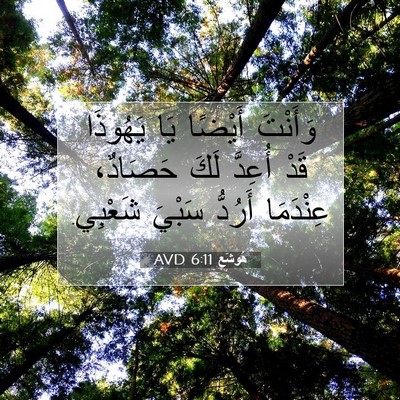 Picture 07 - هُوشَع 6:11 AVD - وَأَنْتَ أَيْضًا يَا - Bible Verse Picture