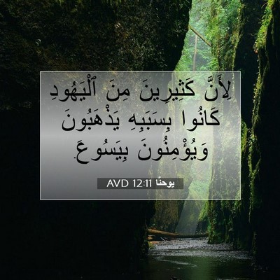 Picture 07 - يوحنَّا 12:11 AVD - لِأَنَّ كَثِيرِينَ مِنَ - Bible Verse Picture