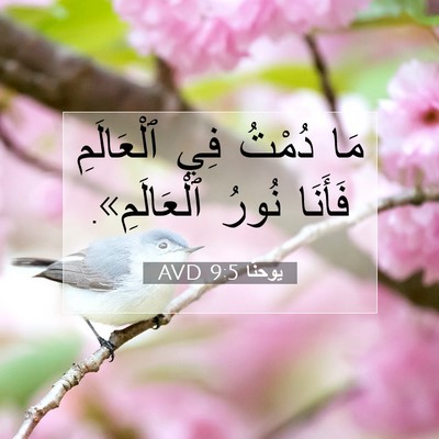 Picture 07 - يوحنَّا 9:5 AVD - مَا دُمْتُ فِي ٱلْعَالَمِ - Bible Verse Picture