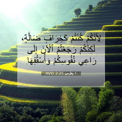 Picture 07 - ١ بطرس 2:25 AVD - لِأَنَّكُمْ كُنْتُمْ - Bible Verse Picture