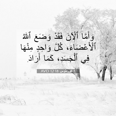 Picture 07 - ١ كورنثوس 12:18 AVD - وَأَمَّا ٱلْآنَ فَقَدْ - Bible Verse Picture