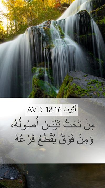 أَيُّوبَ 18:16 AVD Bible Verse Image