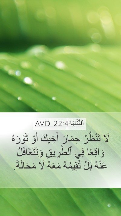 اَلتَّثْنِيَة 22:4 AVD Bible Verse Image